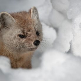 Marten