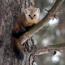 Marten