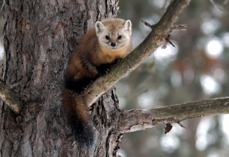 La martre - Hinterland Who's Who