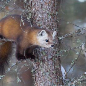 Marten