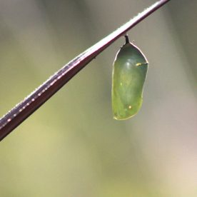 Monarch Butterfly