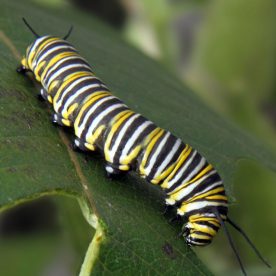 Monarch Butterfly