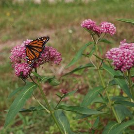 Monarch Butterfly