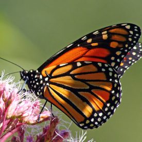 Monarch Butterfly