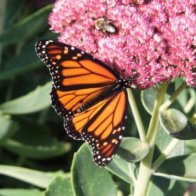 Monarch Butterfly
