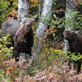 Moose