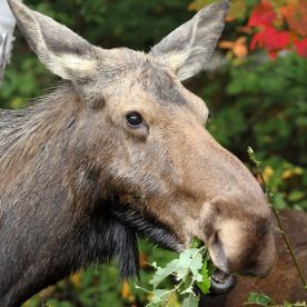 Moose