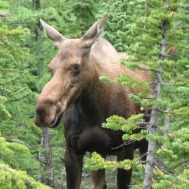 Moose