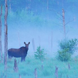 Moose