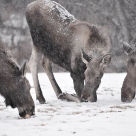 Moose