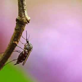 Mosquito