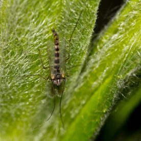 Mosquito