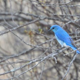 Mountain Bluebird