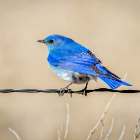 Mountain Bluebird