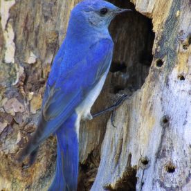 Mountain Bluebird