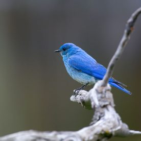 Mountain Bluebird