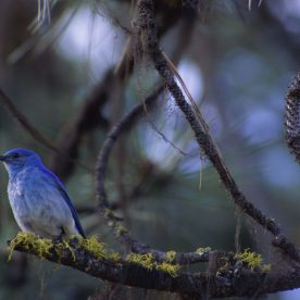 Mountain Bluebird