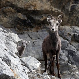 Mountain Sheep