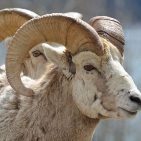 Mountain Sheep