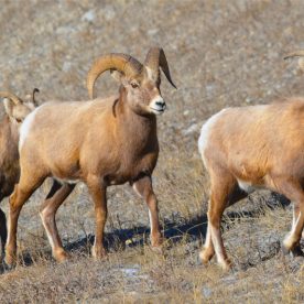 Mountain Sheep