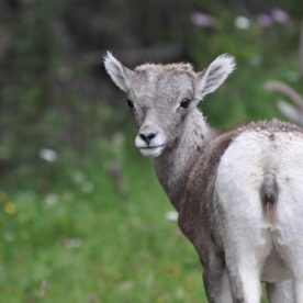 Mountain Sheep