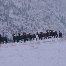 Mountain Sheep