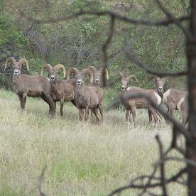 Mountain Sheep