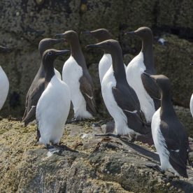 Murres Guillemot