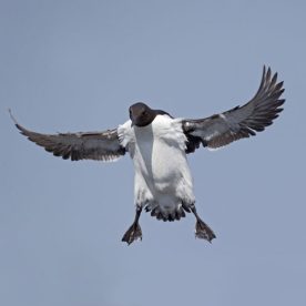 Murres Guillemot
