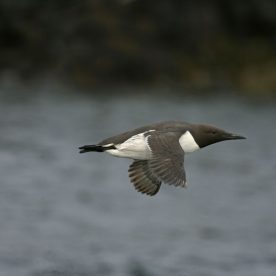Murres Guillemot