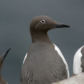 Murres Guillemot
