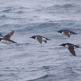 Thick-billed Murre