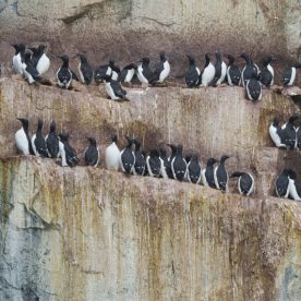 Thick-billed Murre