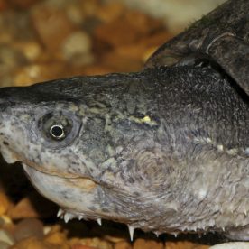 Musk Turtle