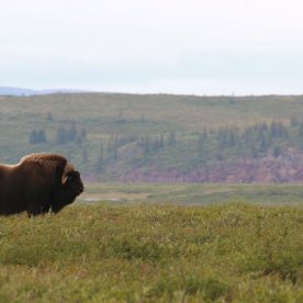Muskox