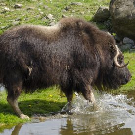 Muskox