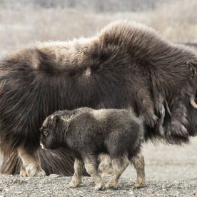 Muskox
