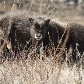Muskox