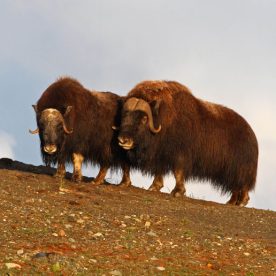 Muskox