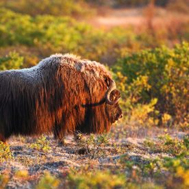 Muskox