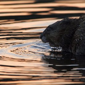 Muskrat