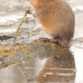 Muskrat
