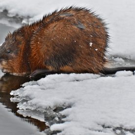 Muskrat