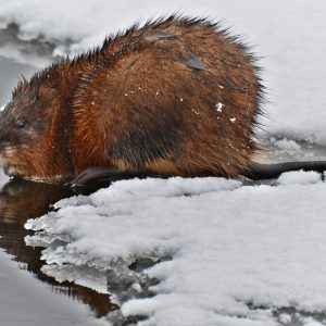Muskrat Country Muskrat - Hinterland Who's Who
