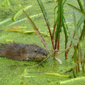 Muskrat