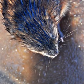 Muskrat