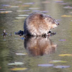 Muskrat