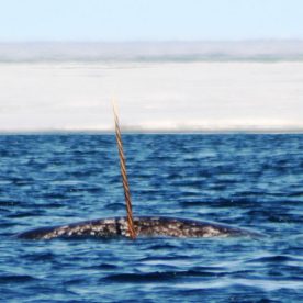 Narwhal