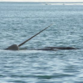 Narwhal
