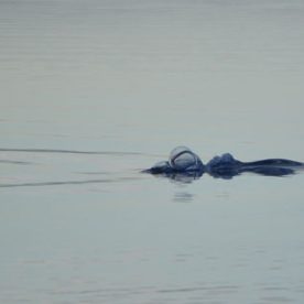 Narwhal
